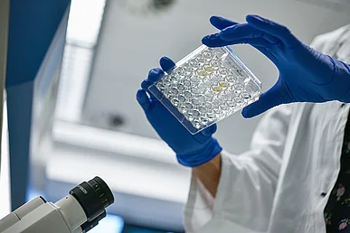 Erforschung entzündlicher Darmerkrankungen in der Medizinischen Klinik 1 – Gastroenterologie, Pneumologie und Endokrinologie Hände mit blauen Laborhandschuhen bewegen einen transparenten Objektträger mit vielen runden Fächern auf ein Mikroskop zu.